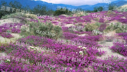 Adobe premiere pro CC2019官方电脑版 Adobe Premiere Pro 2024