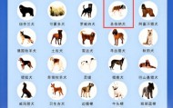 太原长风东街突发烈犬扑咬少年！违规饲养禁养犬种圣伯纳犬，犬主被行政拘留