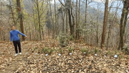 安徽六安男子非法采挖19棵兰花被警方抓获，律师：打野慎重，不会因“不认识”免刑责