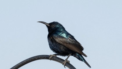 期权合约是什么意思期权合约怎么交易？