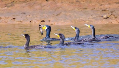 市民欲买10只鸬鹚在长江捕鱼致富，水务局：它是禁用渔具，在禁渔区使用最高可判三年