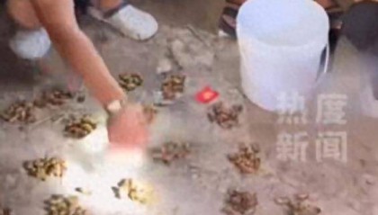 山东一村民抓知了猴月入30万