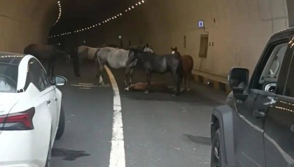 一匹小马倒在隧道里，五匹大马围住“拦路求助”，警方称已到现场处理