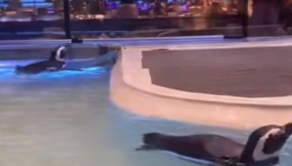 沈阳一洗浴中心养四只企鹅揽客，驯养繁殖许可证来自洛阳一家已注销的海洋馆，官方回应：许可证不能租借