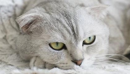 今日铝价!91金属铝锭价格行情(2024年10月21日)