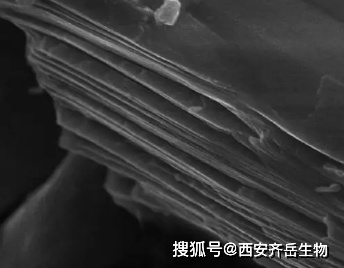 三维NiPc-NiFe@Ti3C2TxMXene复合材料 齐岳定制