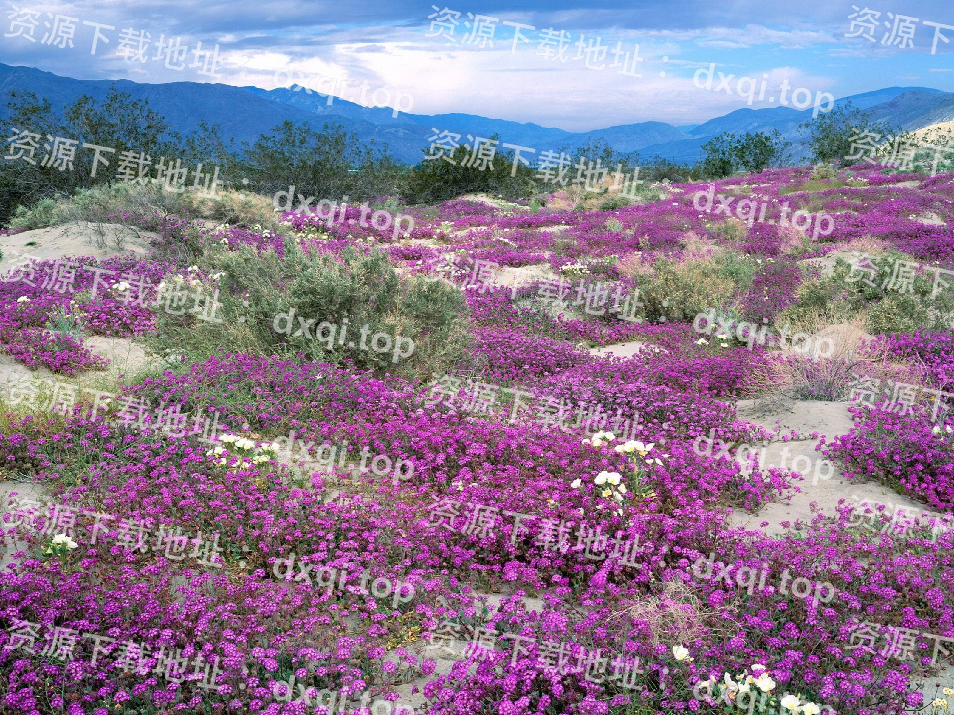 Adobe premiere pro CC2019官方电脑版 Adobe Premiere Pro 2024