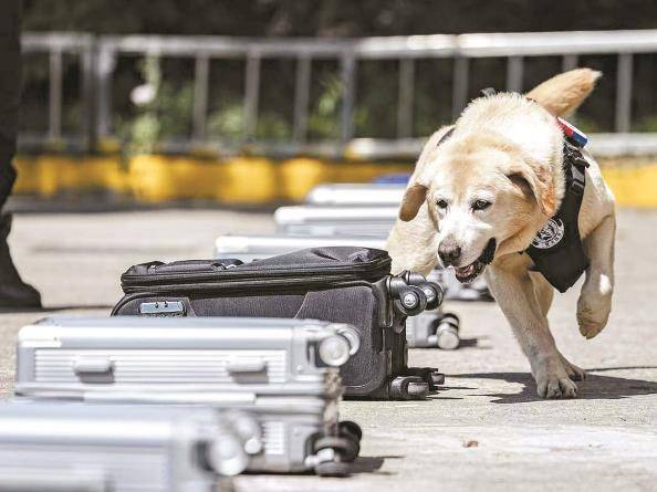 新民特稿|“公务汪”护轨20年