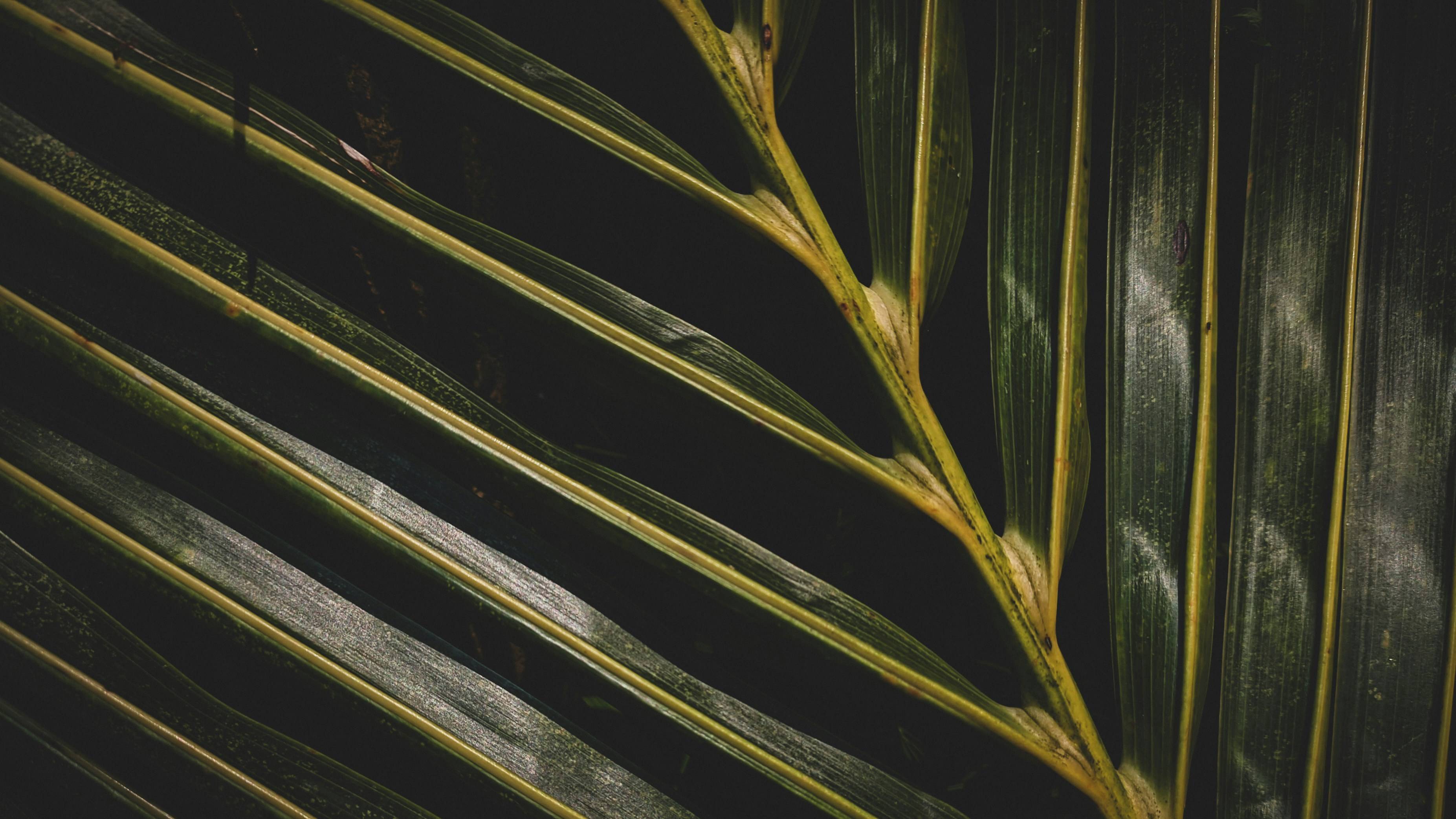 百年废纸堆里的惊人发现!欧洲植物多样性26%消失,人类该反思什么?