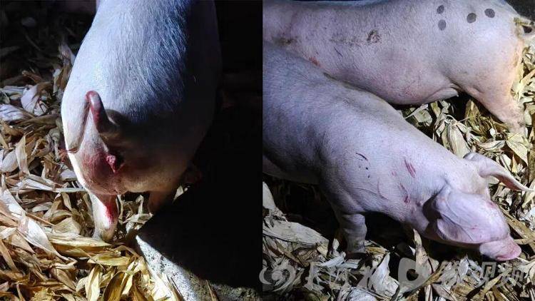 湖北鹤峰县疑再现老虎踪迹,村民家猪遭袭,玉米地发现脚印,此前男子自称干农活时被抓伤,当地回应