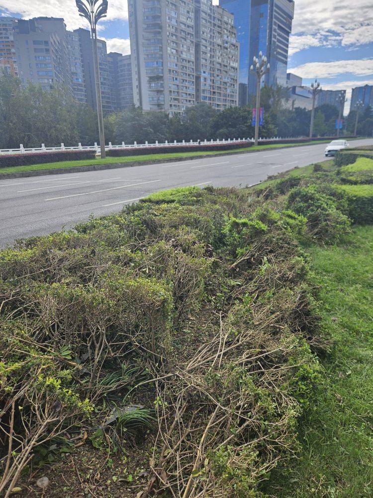 成都发生一起严重交通事故,上游新闻实地探访:燃烧留下的印记仍在