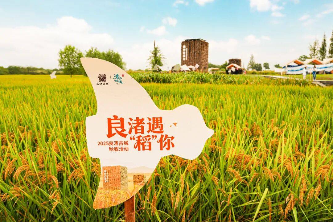 良渚遇“稻”你 | 秋季活动正当时
