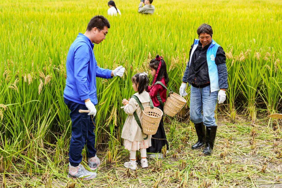 良渚遇“稻”你 | 秋季活动正当时