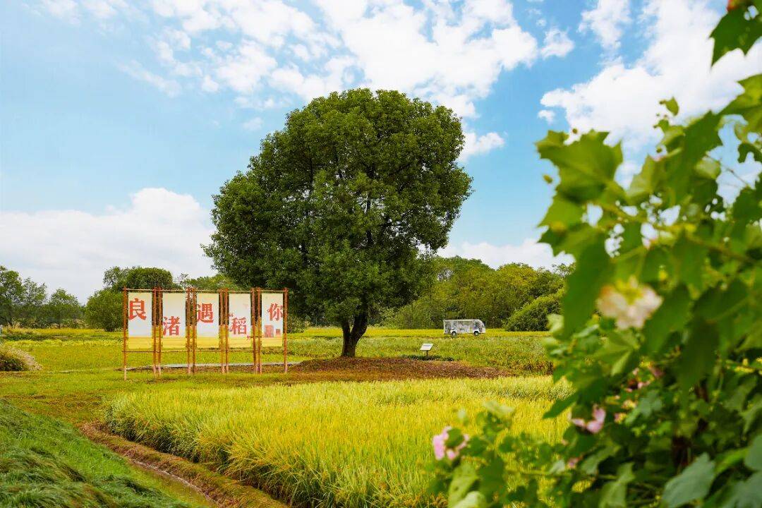 良渚遇“稻”你 | 秋季活动正当时