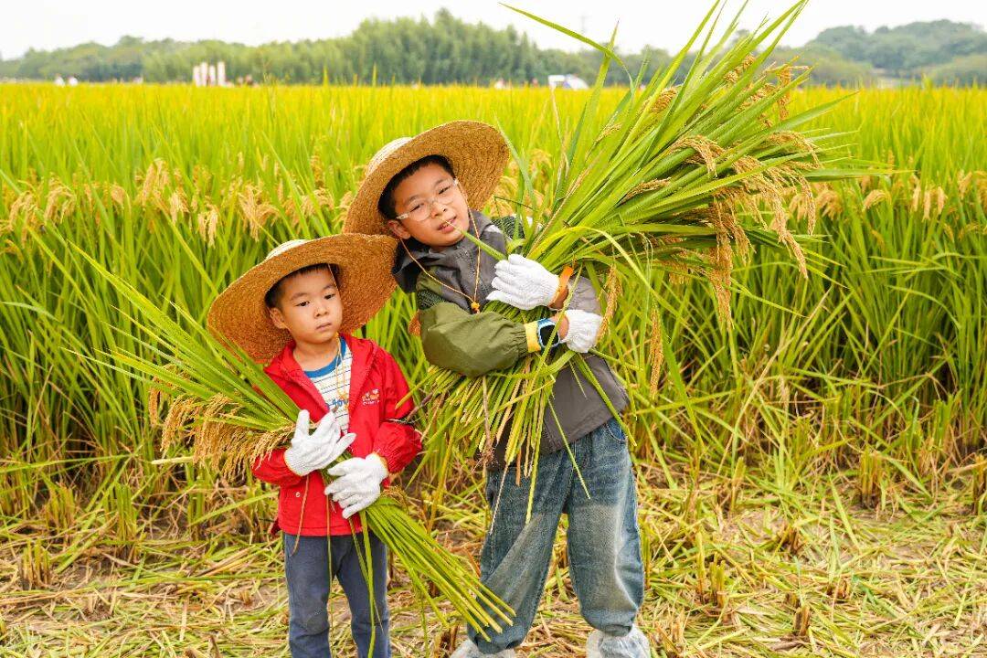 良渚遇“稻”你 | 秋季活动正当时