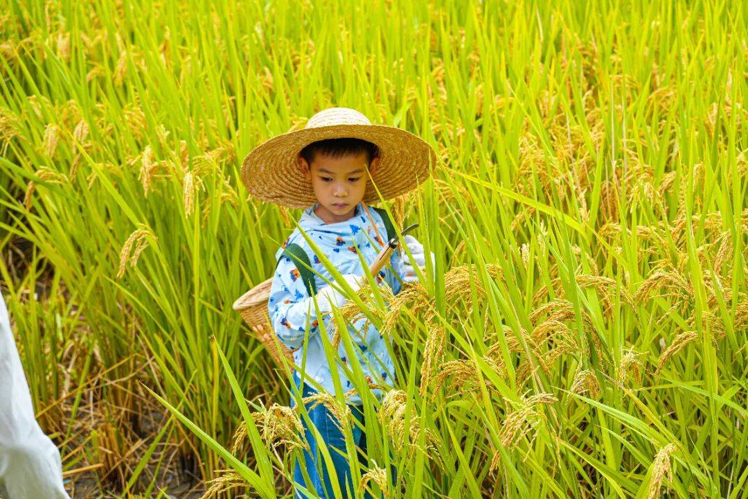 良渚遇“稻”你 | 秋季活动正当时