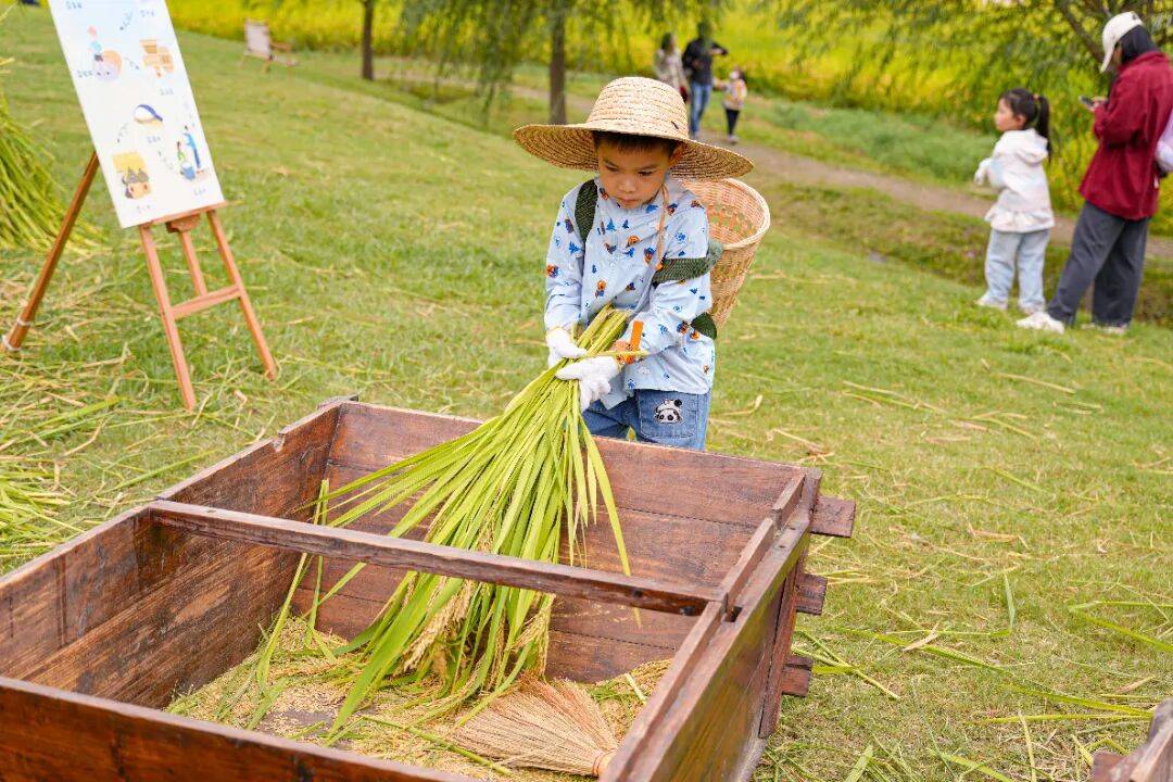 良渚遇“稻”你 | 秋季活动正当时