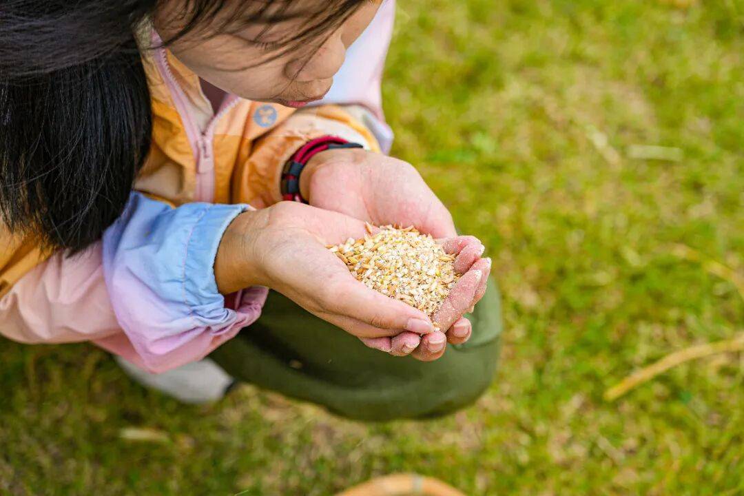 良渚遇“稻”你 | 秋季活动正当时