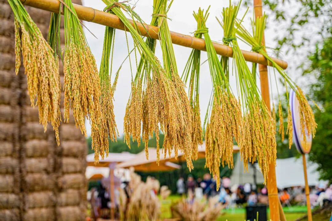 良渚遇“稻”你 | 秋季活动正当时