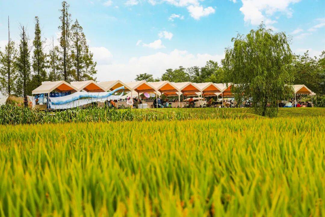 良渚遇“稻”你 | 秋季活动正当时