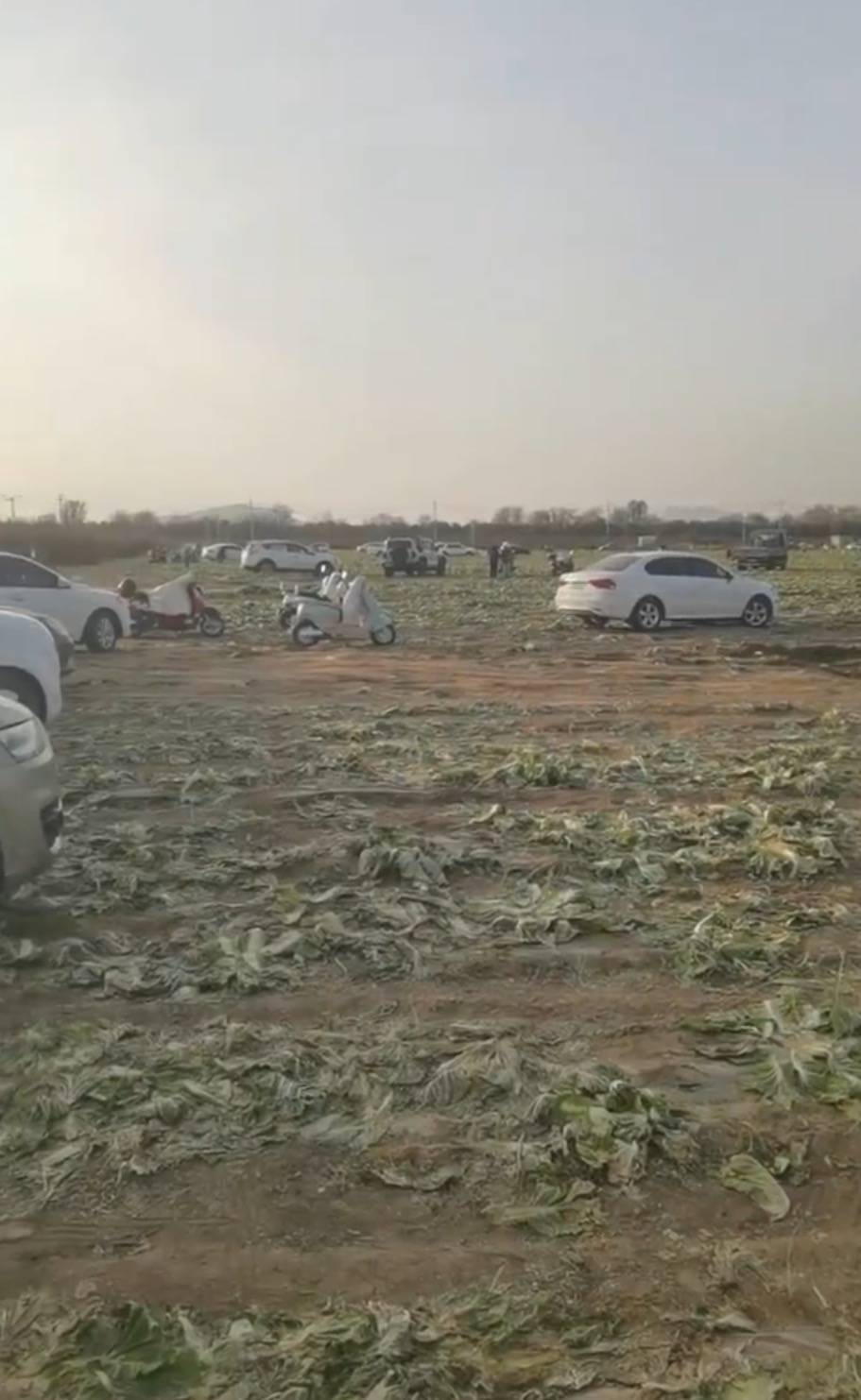 赤峰通报“因网传白菜免费信息，致菜农白菜地被他人采收”一事：已成立联合调查组